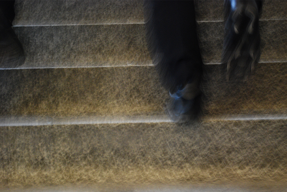 Nicole Panneton - L'escalier - Photographie numérique - Projet Déambulation dans un lieu incertain - Crédit photographique Nicole Panneton - 2013