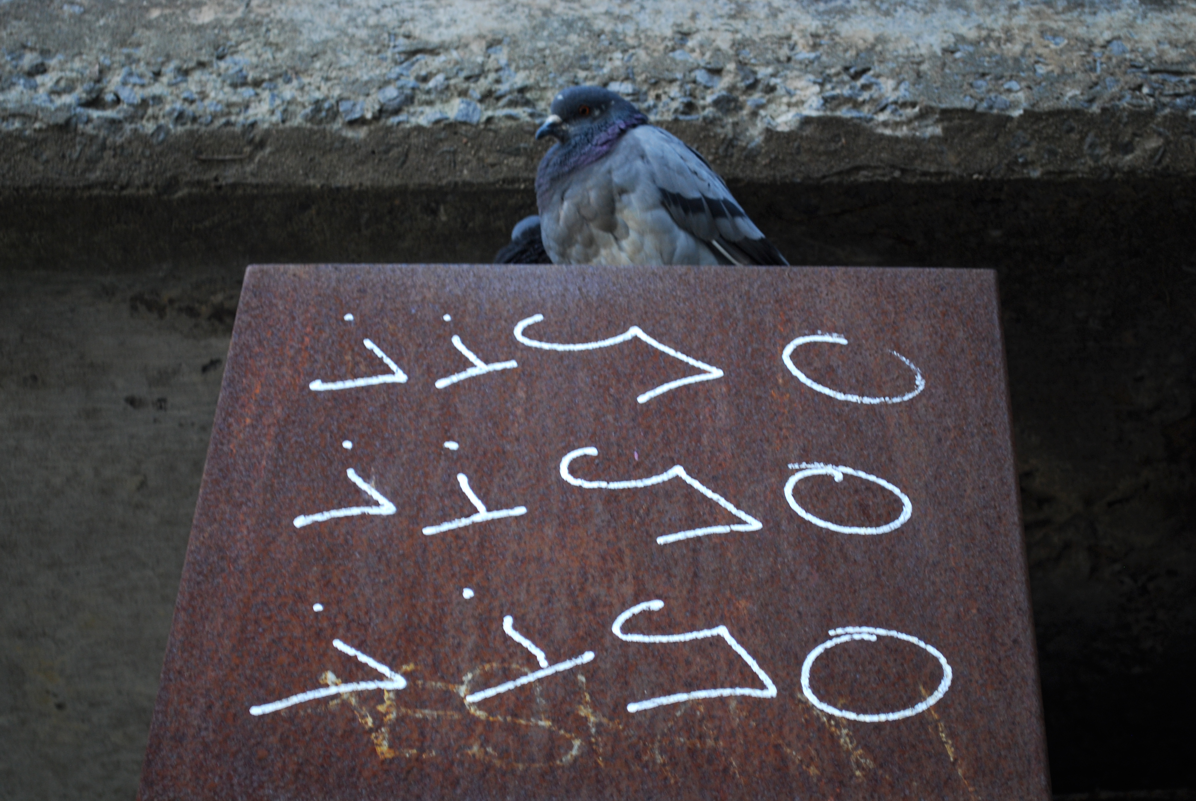 Nicole Panneton - Le pigeon haut perché - Photographie numérique - Crédit Nicole Panneton - 2013