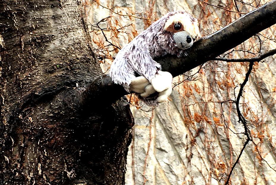 NicolePanneton_Confinement_Queldroledanimal_13avril2020_CreditphotographiqueNicolePanneton_IMG6084