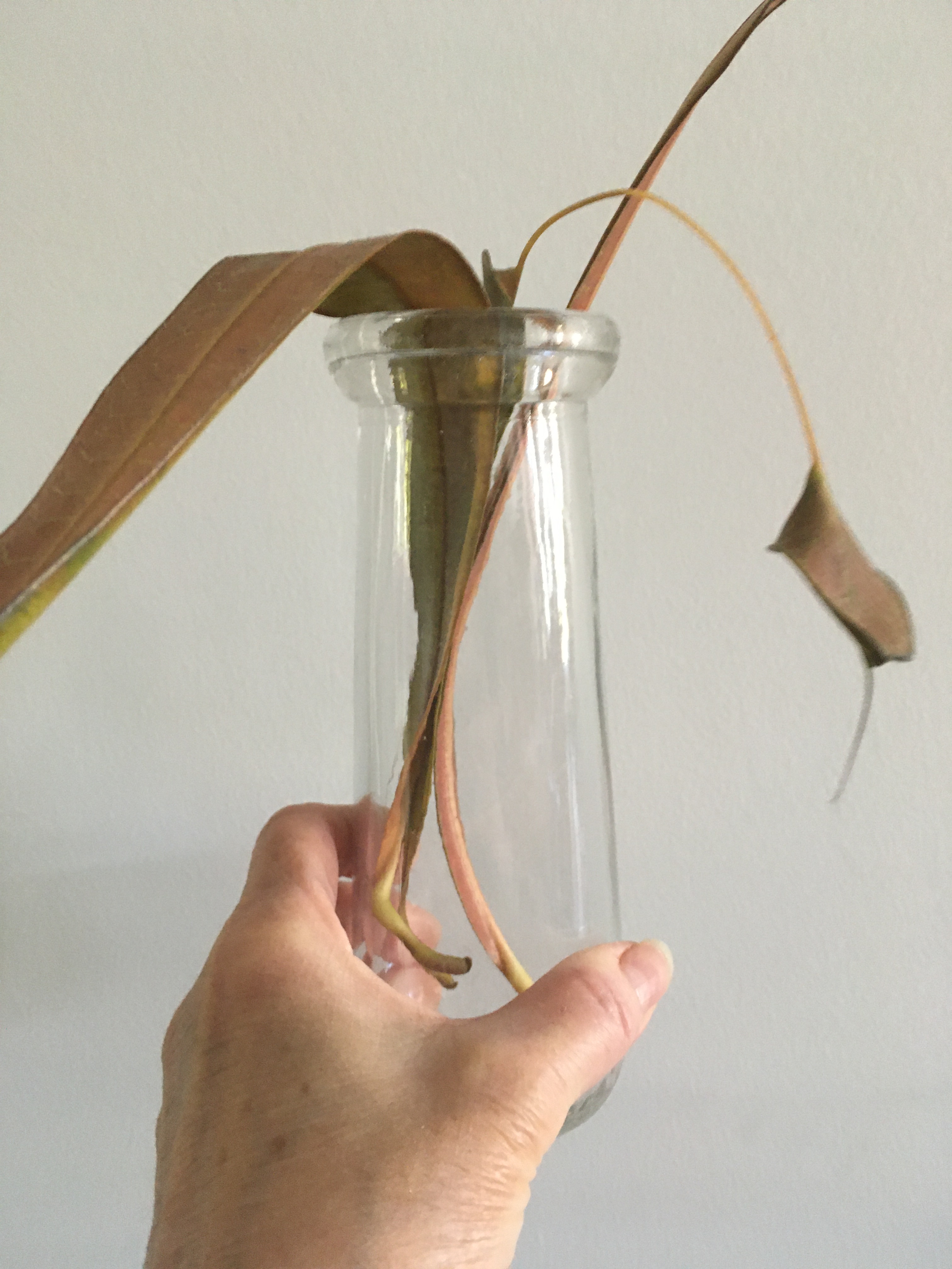 NicolePanneton_Confinement_Lebouquet_18mai2020_CréditphotoNicolePanneotn_IMG6258