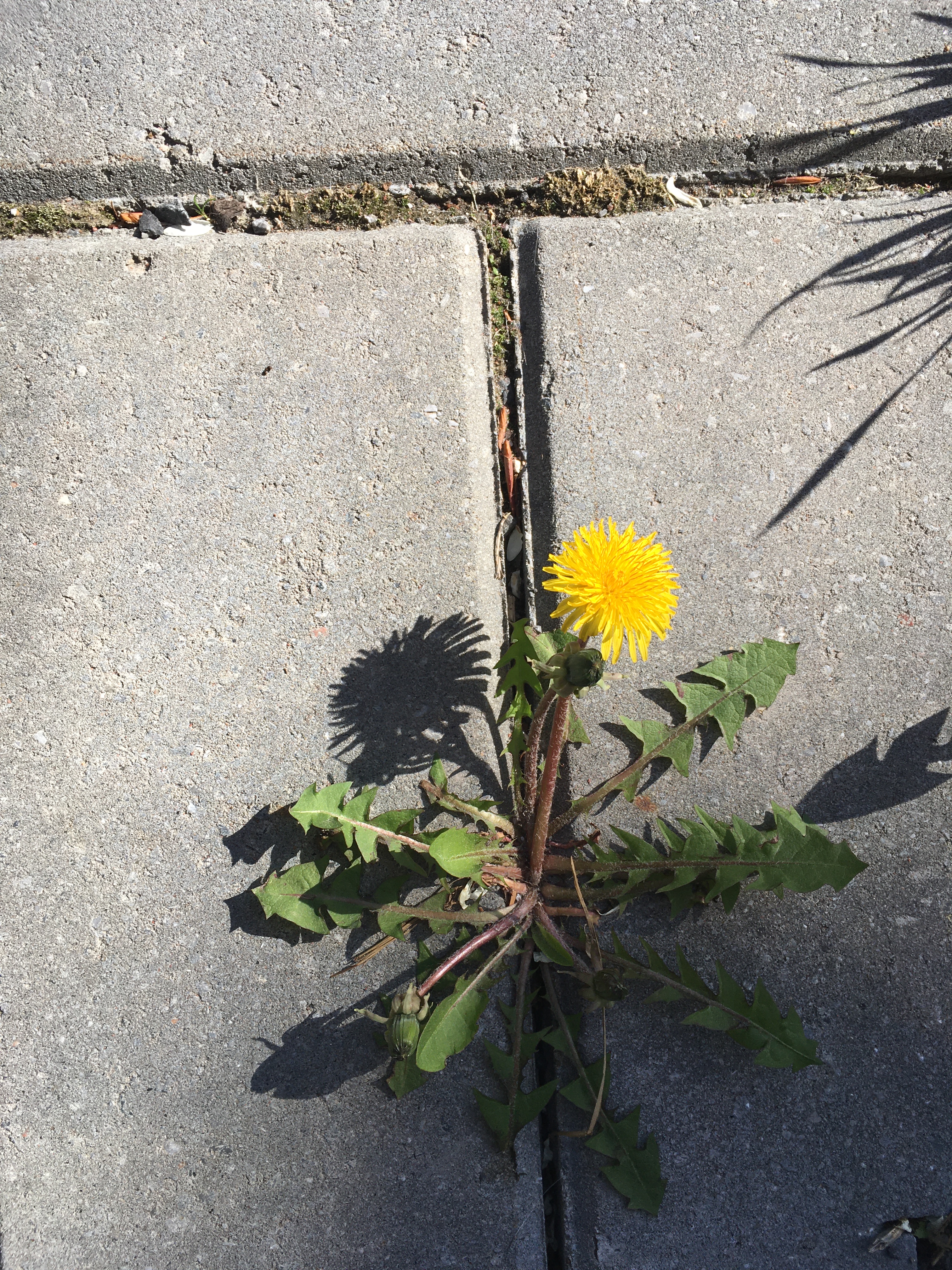 NicolePanneton_Confinement_Prisdanslebetonsurvie_20mai2020_CreditphotoNicolePanneton_IMG6265