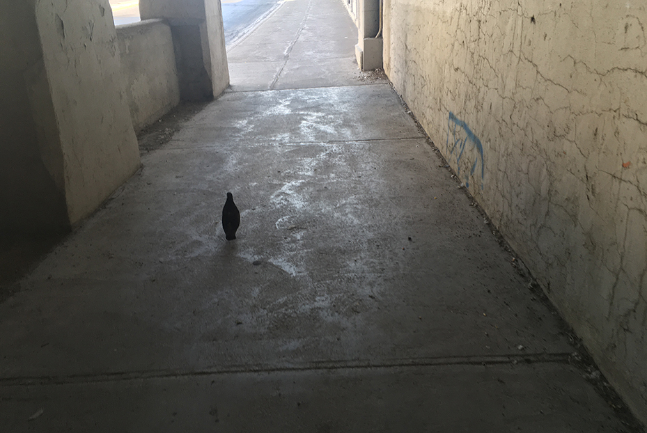 NicolePanneton_Confinement_Seule-CréditphotoNicolePanneton_23juin2020_IMG6480